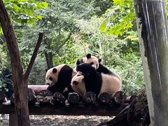 -都江堰中华大熊猫苑