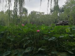 -莲湖公园
