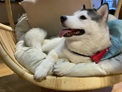 -Husky Go! 哈士奇体验馆·宠物咖啡厅狗咖