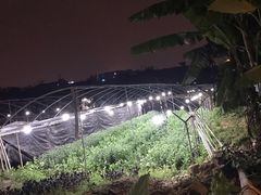 -大眼强五杯鹅·桑拿鸡煲