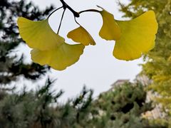 -石家庄市植物园