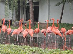 -石家庄市动物园