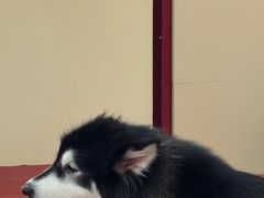 -和它·交个朋友·狗咖猫咖(爱琴海店)