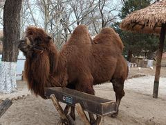 -北京野生动物园