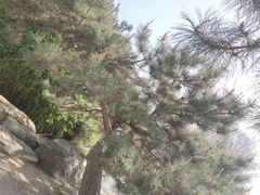 -石家庄市植物园