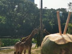 -深圳野生动物园