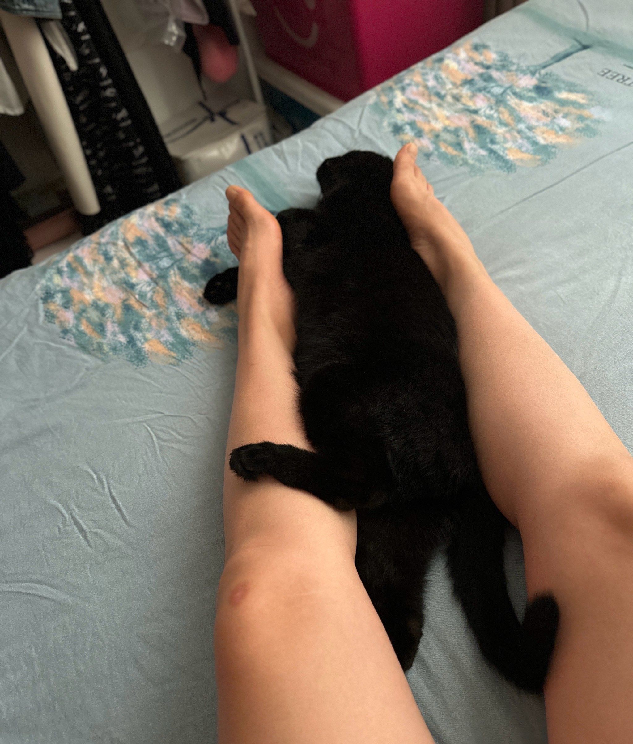 这只猫成精了吧