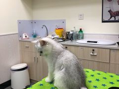 -凯特喵百思猫专科医院