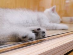 -屋虎猫馆(宝安大仟里店)