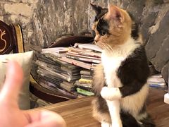 -猫色咖啡·猫咖