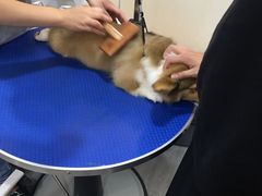 -PETKIT小佩宠物(古北店)