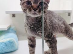 -70cat德文卷毛猫·缅因猫纯种猫舍