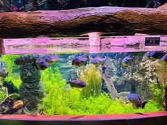 -迪拜水族馆及水下动物园