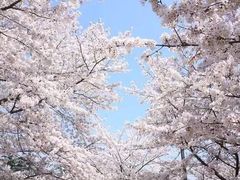 -武汉大学-樱园