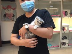 -lincat·猫舍(广州店)