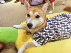 -逗柴咖啡屋·狗咖猫咖宠物桌游