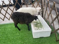 -清真·益鑫羊肉手抓馆(花园北街店)