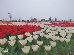 -荷兰花海