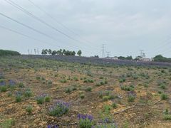 -紫颐香薰山谷景区