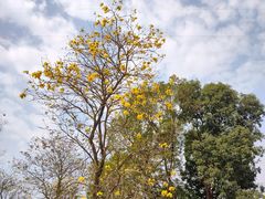 -中国科学院华南植物园