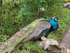 -西霞口神雕山野生动物世界