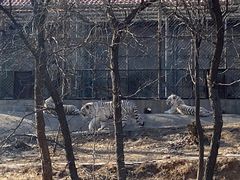 -石家庄市动物园