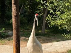 -石家庄市动物园