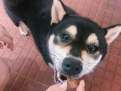 -柴犬高等学院·狗咖·柴犬售卖·宠物训练