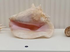 -青岛贝壳博物馆