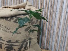 -百年朱苦拉咖啡(博物馆店)