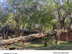 -瑞丽独树成林风景区