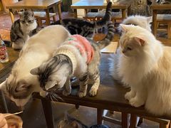 -猫猫幼稚园·撸猫·桌游·电玩