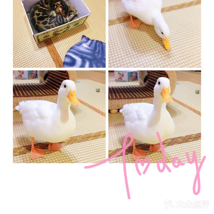 安阳探店｜安阳首家猫咖☕️二楼的猫🐱