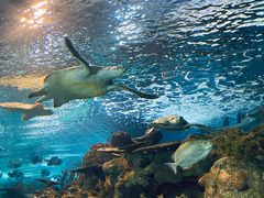 -上海海洋水族馆