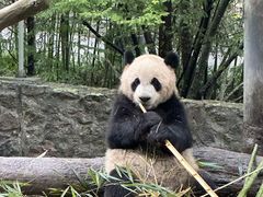 -都江堰中华大熊猫苑