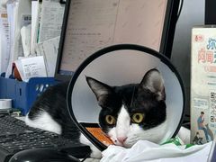 -宠颐生汉谟拉比宠物医院