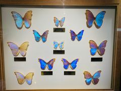 -上海昆虫博物馆