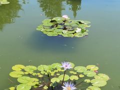 -莲花池公园