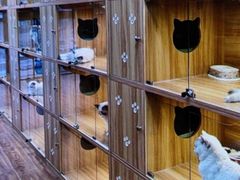 -猫十亿·布偶金渐层·曼基康矮脚猫舍(青年路店)