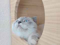 -藏猫猫咖啡主题馆(中央大道店)