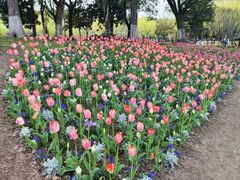 -上海鲜花港