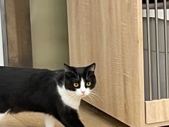 -有喵·猫咖·狗咖·30几只猫10只小狗(岗厦店)