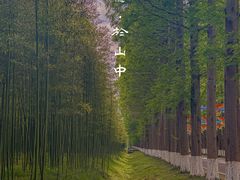 -黄海国家森林公园