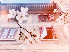 -武汉大学-樱园