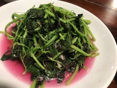 -四季春