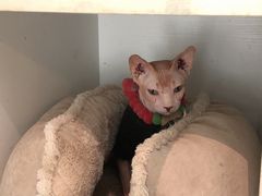 -猫爷宠物生活馆·撸猫馆