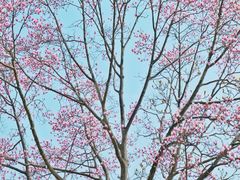 -杭州植物园