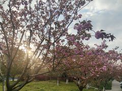 -高东镇樱花园