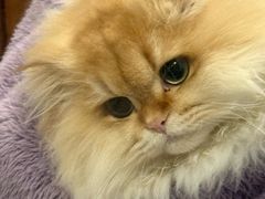 -小猫来了猫舍(福田店)