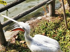 -上海动物园(地铁站)